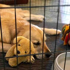 a dog laying on the floor next to a teddy bear in a cage with it's eyes closed