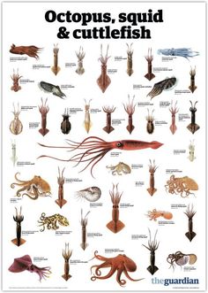 an octopus, squid and cuttlefish poster with different types of sea animals on it