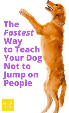 the fastest way to teach your dog not to jump on people