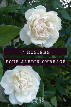 two white flowers with the words 7 roses pour jardin ombrage on them