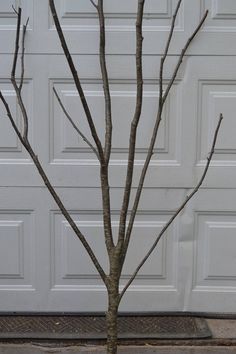 a small tree with no leaves in front of a garage door