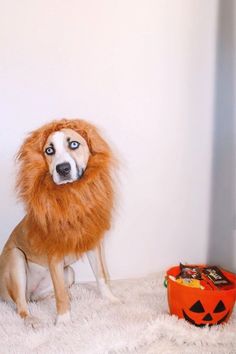 a dog dressed up as a lion sitting on top of a white rug next to a pumpkin