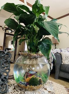 a fish bowl filled with water and plants