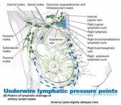 Loose Connective Tissue, Medical Images, Lymph Vessels, Gross Anatomy, Massage Therapy Techniques, Subcutaneous Tissue, Mammary Gland, Pectoral Muscles, Sweat Gland