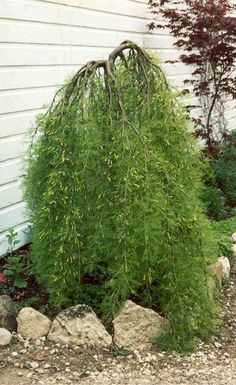 a very tall green bush sitting next to a house