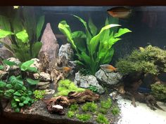 an aquarium filled with lots of green plants and rocks