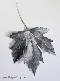 a pencil drawing of a leaf