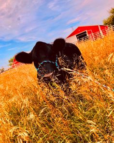 a black cow standing in the middle of a tall grass field with a red barn in the background