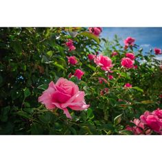 pink roses are blooming in the bush with blue sky behind them and green leaves