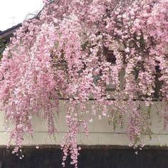 pink flowers growing on the side of a building