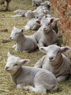 several lambs are laying in the hay next to a brick wall