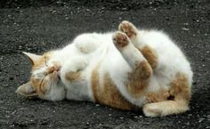 an orange and white cat laying on its back with it's paws in the air