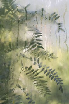 some leaves are seen through a window with water droplets on the glass and behind them is a blurry image of trees