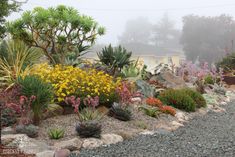 an assortment of plants and rocks in front of a house on a foggy day