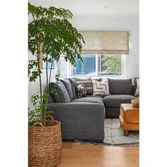 a living room filled with furniture and a large tree in the middle of the room