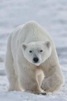 a polar bear is walking in the snow