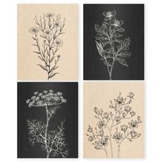 four different types of wildflowers on black paper