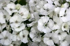 white flowers with green leaves in the background