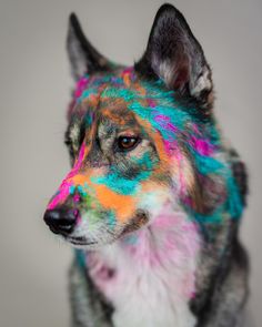 a dog is covered in colorful paint and has it's head turned to the side