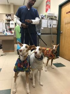 three dogs wearing sweaters standing in front of a vet's office door while a man stands behind them