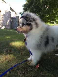 a small dog standing on top of a grass covered field next to a blue leash