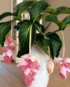 some pink flowers are in a white vase