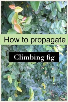 the words how to propagate climbing fig are in front of green leaves and bushes