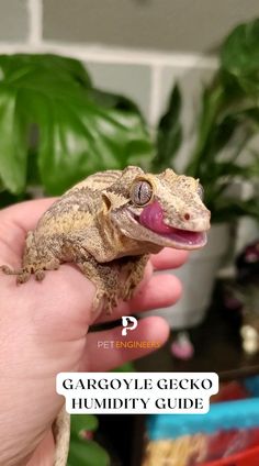 a person holding a small gecko in their hand with the caption gargoyle - gecko humidify guide