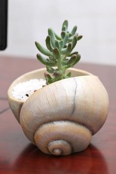 a small potted plant sitting on top of a wooden table