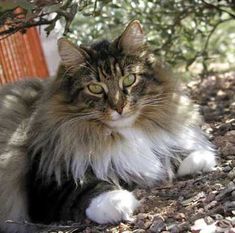 a fluffy cat laying on the ground next to a tree