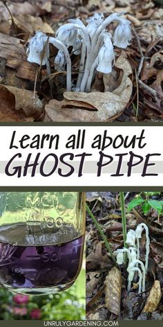 the words learn all about ghost pipe are shown in three different pictures, including mushrooms and leaves