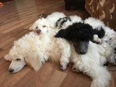 three dogs are laying on the floor with their heads resting on each other's backs