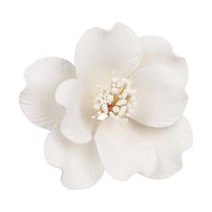 a white flower is shown on a white background