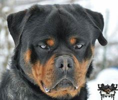 a close up of a dog in the snow