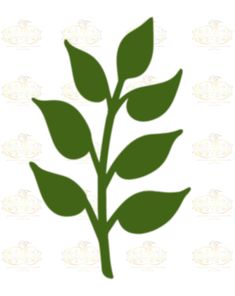 a green leaf is shown on a white background