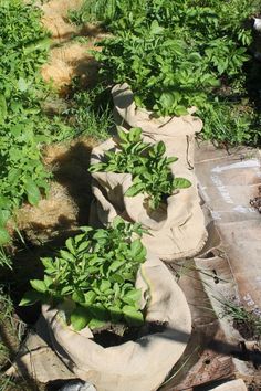 several bags filled with plants sitting on the ground