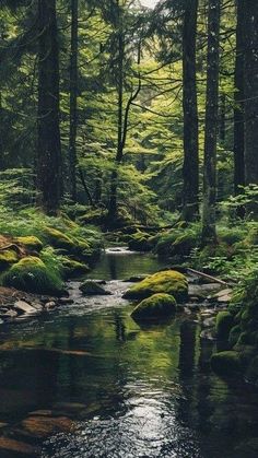 a stream running through a forest filled with lots of green plants and trees on either side of it