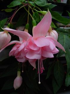 pink flowers blooming in the middle of some green leaves on a tree branch with dark background