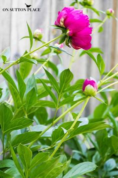 pink flowers with green leaves and the words 10 best hardy perennials on it