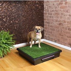 a dog standing on top of a green mat in front of a brick wall and potted plant