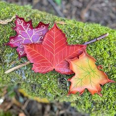 three autumn leaves laying on top of green moss