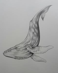 a drawing of a whale with its mouth open