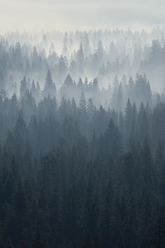 black and white photograph of trees with fog in the air over them, taken from above