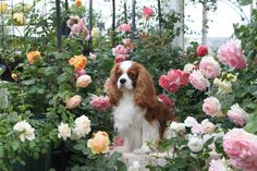 a brown and white dog sitting in the middle of some pink and white flowers on display