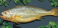 Agric4profits Croaker Fish, How To Farm, Tasty Meat, Agriculture Farming, Big Fish, In The Ocean, Yellow Color, The Ocean