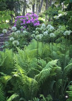 a lush green forest filled with lots of purple and white flowers next to tall trees