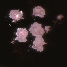 some pink flowers are in the dark with sparkles on it's petals and stems