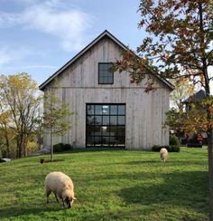 sheep graze on grass in front of a barn