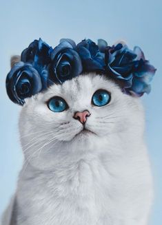 a white cat with blue eyes and flowers on its head