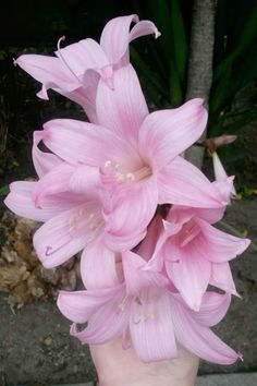 a person holding pink flowers in their hand